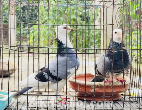 রানিং রাজগোল্লা বিক্রি করা হবে